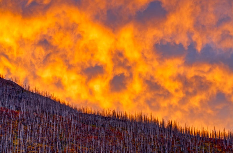 Forest fire in Alberta Canada